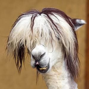 Meet your Posher, Pamela